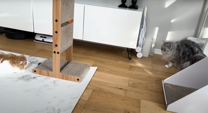 狙う猫と狙われる猫