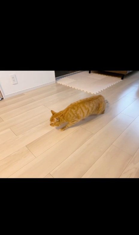 怖がる猫