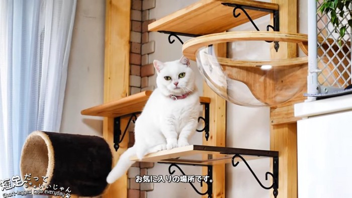 おすわりする猫