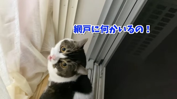 振り向いてなく猫