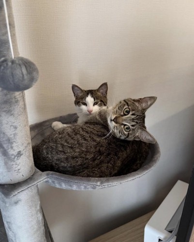 二匹の保護猫兄妹
