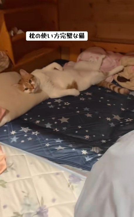 枕に頭を乗せて寝ている猫