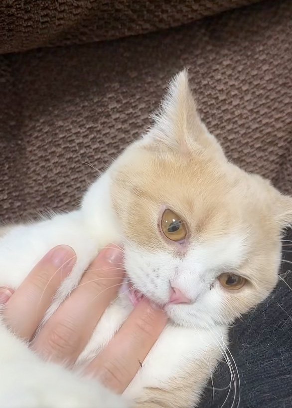 俯く猫