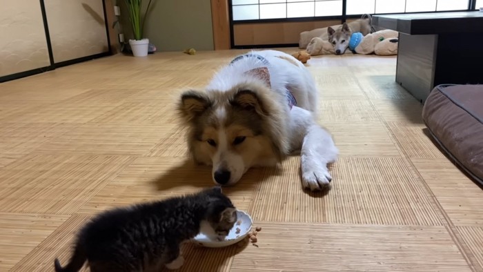 子猫を見る犬