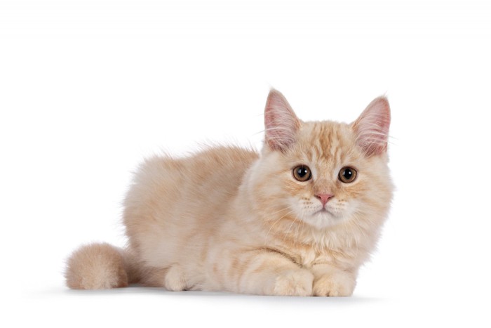 生まれたばかりのキムリックの子猫