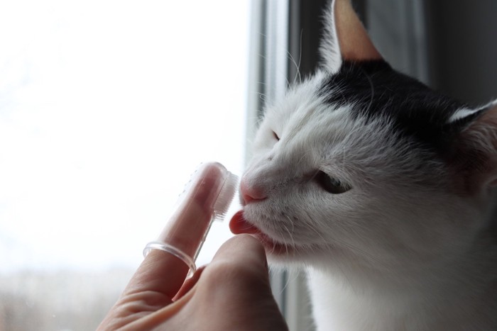 歯磨きをしてもらう猫