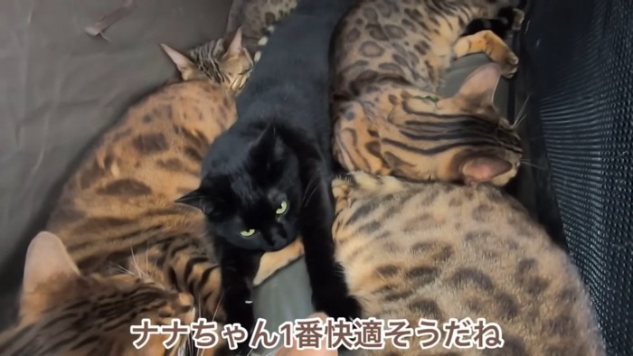 真ん中で寝る黒猫