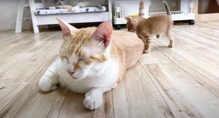 むぎくんの尻尾の匂いを嗅ぐ1匹の子猫：子猫にしっぽを狙われるむぎくん