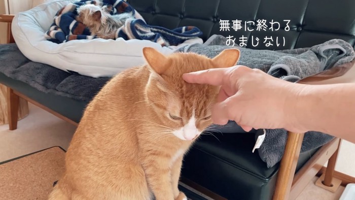 頭をなでられる猫