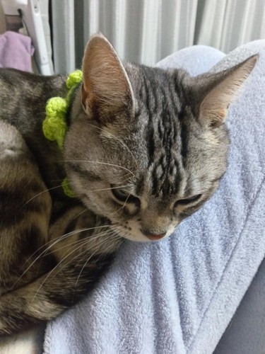 飼い主の膝にぴたりと顔を乗せてくつろぐ猫