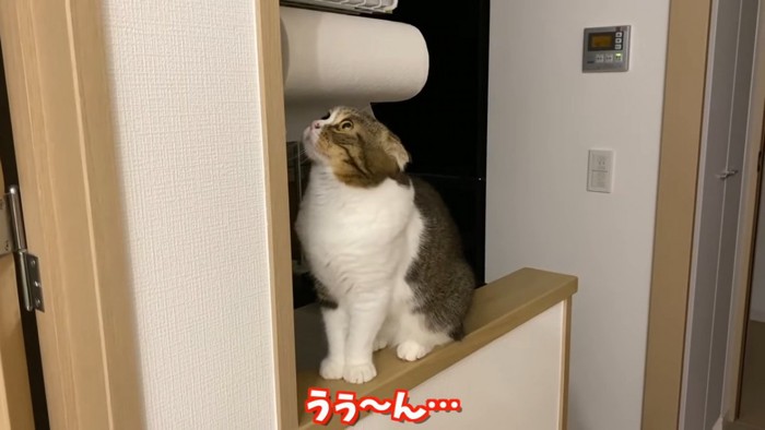 座る猫