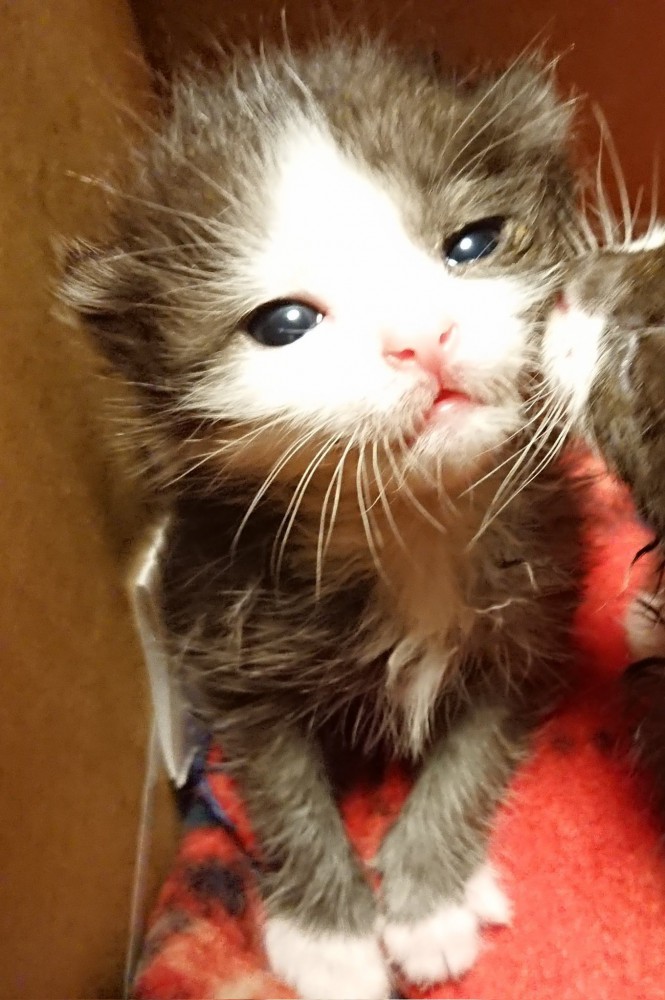 赤ちゃん猫