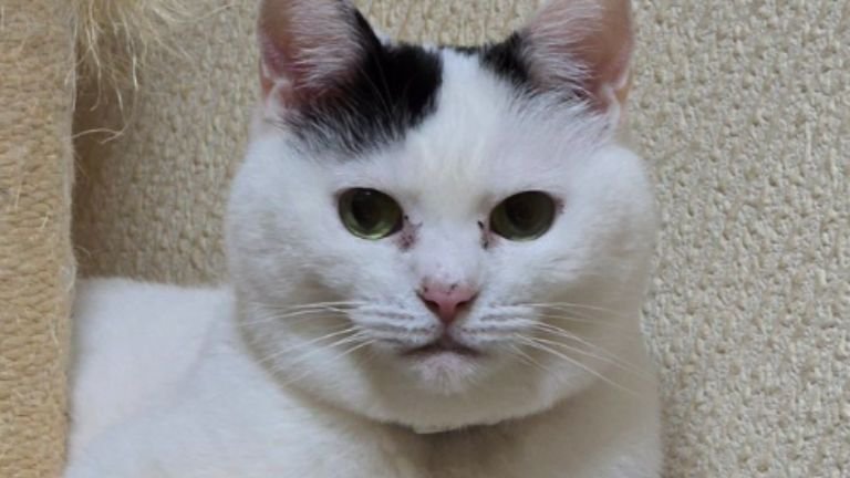 室内にいる猫