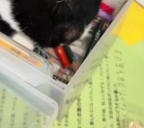 文房具入れを見つめる猫