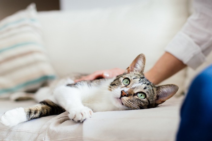 ソファの上の猫を撫でる人の手