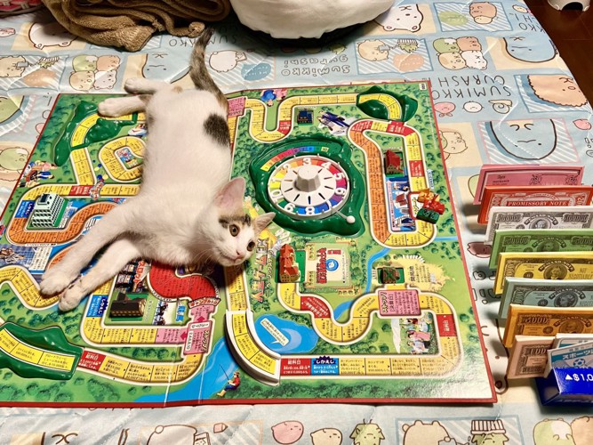 ボードゲームの上に寝そべる子猫