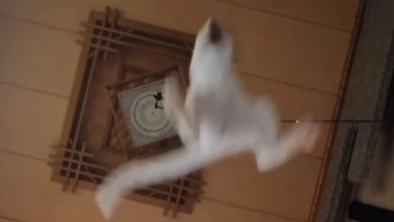 飛んでいる猫