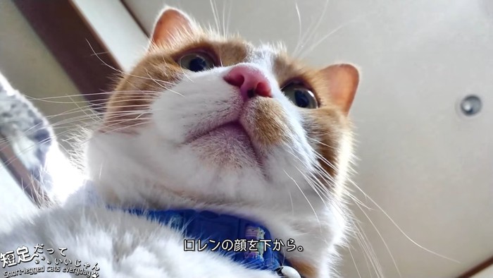 下から見た猫の顔