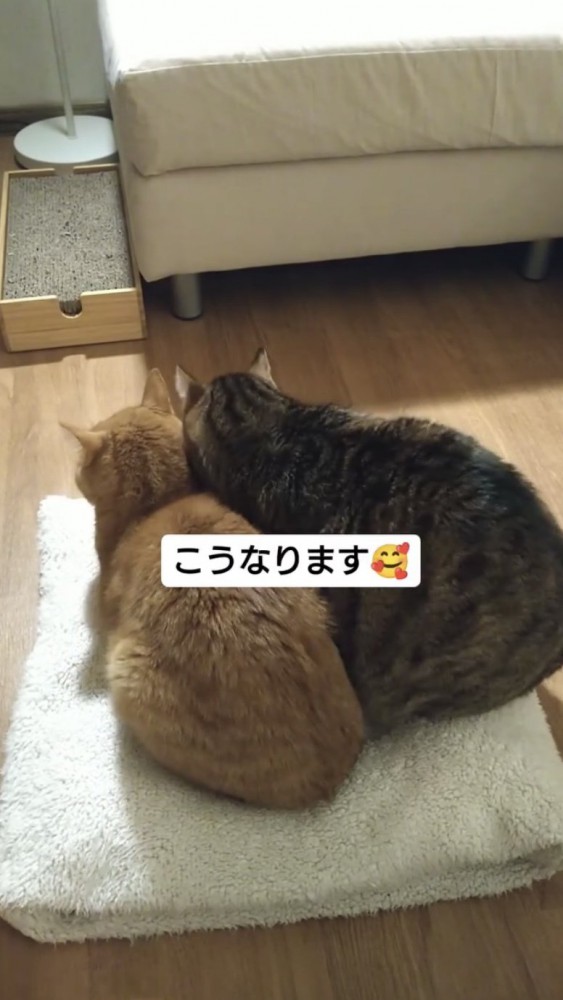 マットの上でくつろぐ猫