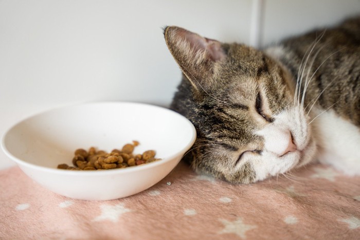 食べ残したフードの脇で寝る猫