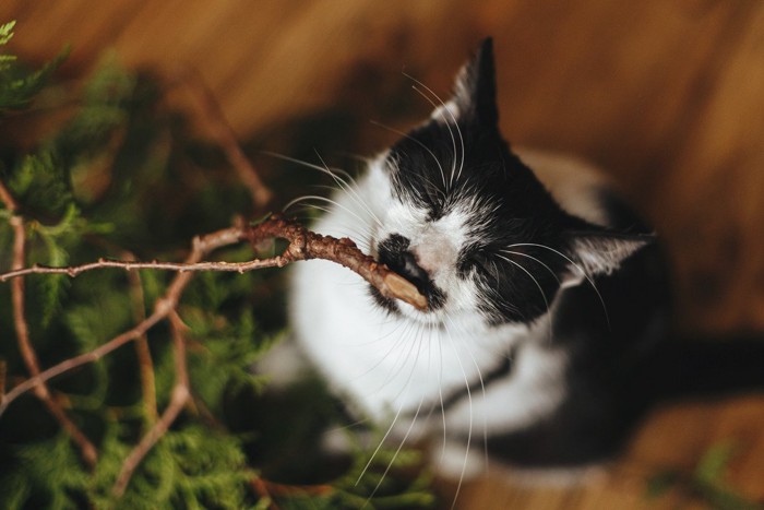 杉のニオイを嗅ぐ猫