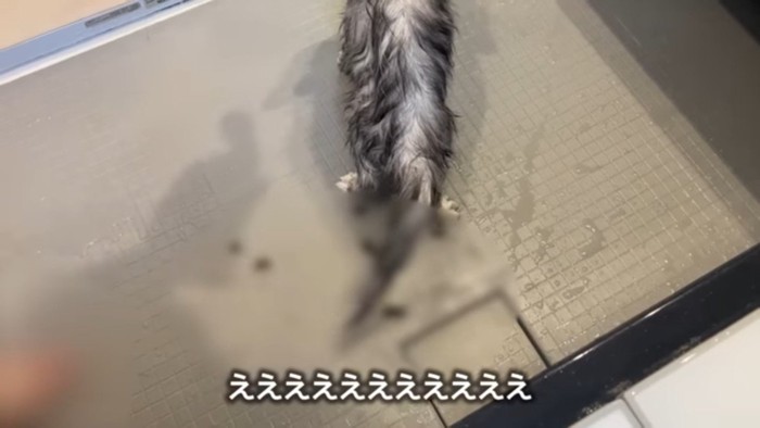 ええええええ