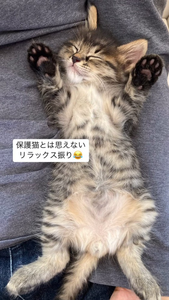 仰向けの猫