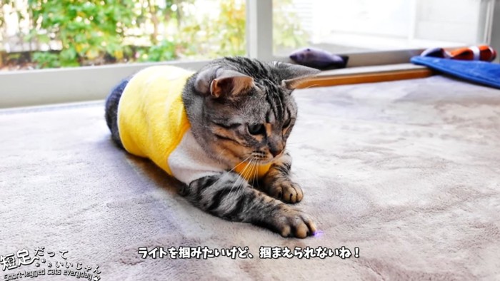 ライトの光に前足を伸ばす猫