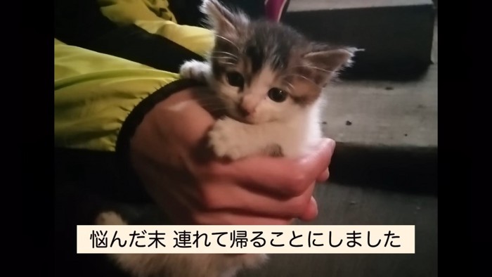 飼い主さんの手に収まるきゅっきゅちゃん