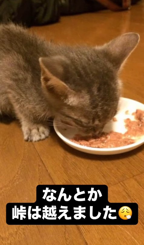 ご飯を食べる子猫