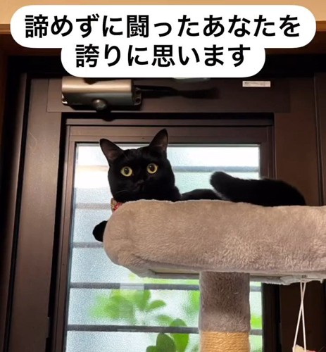 キャットタワーに乗る猫