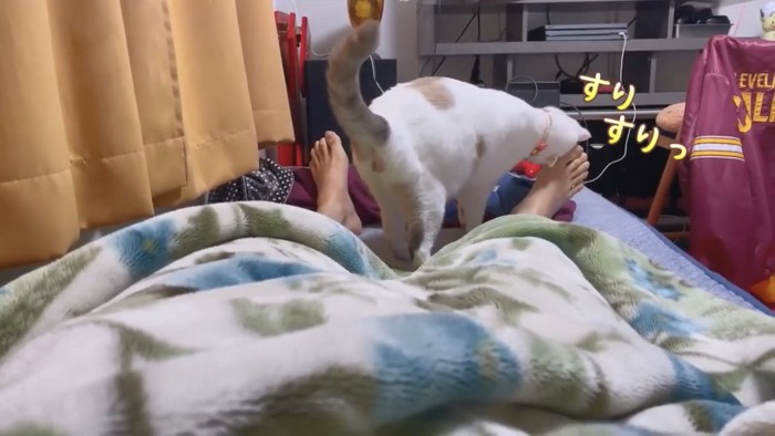 足をすりすりする猫