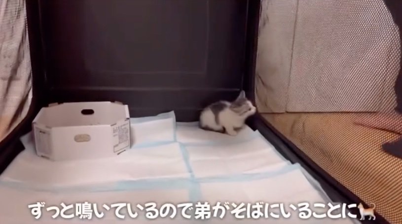 鳴き続けていた子猫