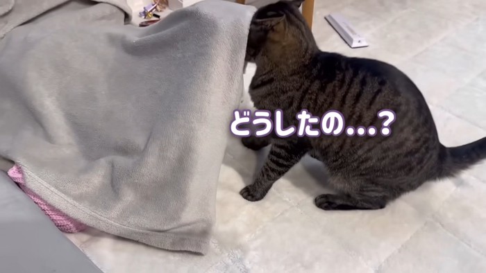 毛布の中をのぞく猫