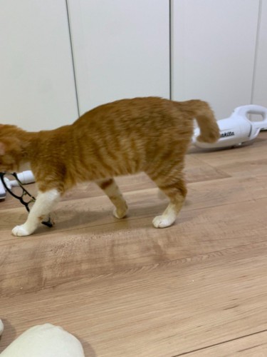 メガネを咥えて移動する子猫