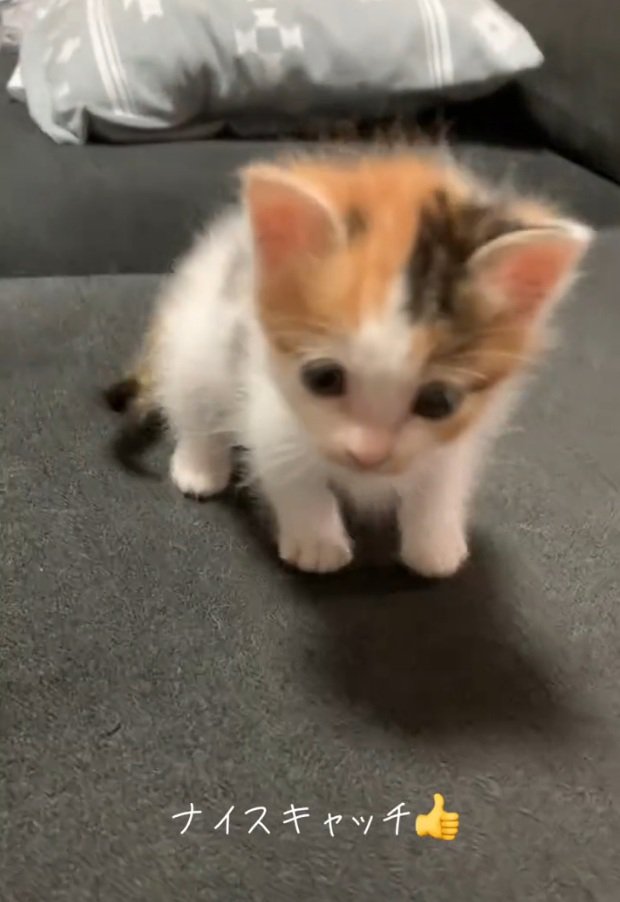 よちよち歩きの子猫