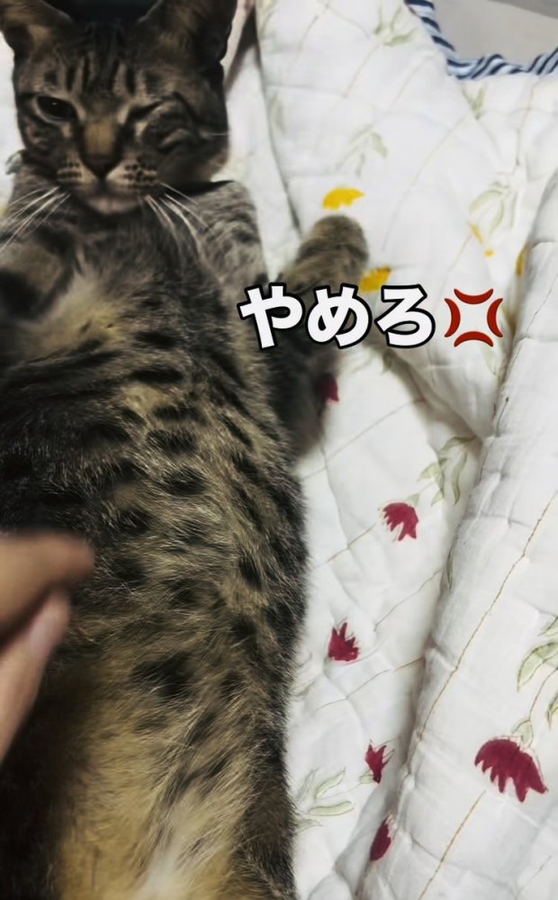 お腹をつつかれて怒るキジトラ猫