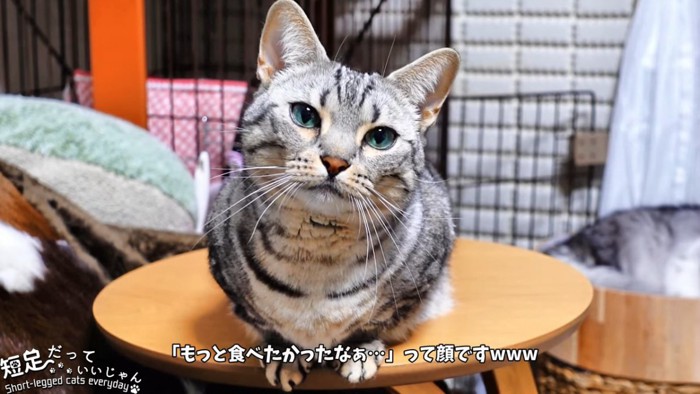 正面を見る猫