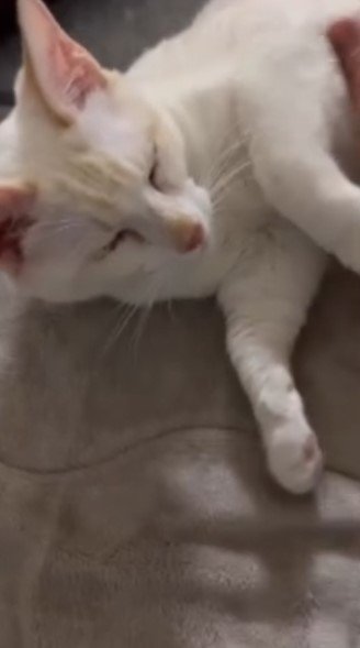 寝転んでいる猫