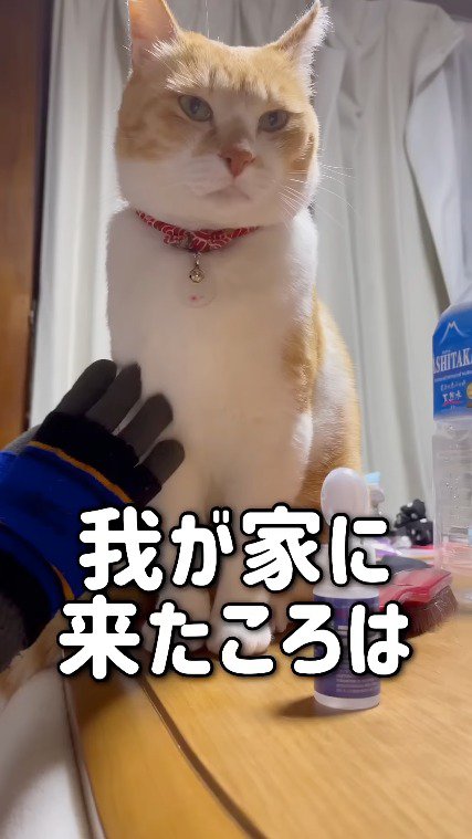 テーブルに座る猫