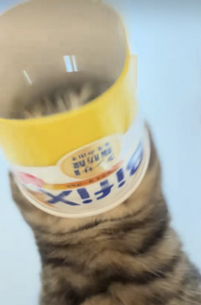 容器から顔抜けないアメリカンショートヘア