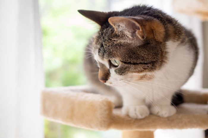 窓際のキャットタワーの上に座る猫 