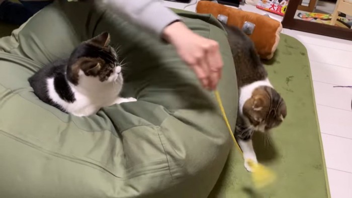 クッショに乗る猫と猫じゃらしを追う猫