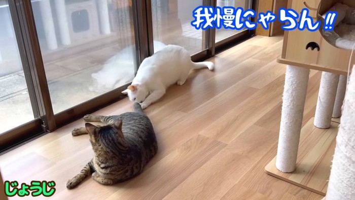 我慢にゃらん！！