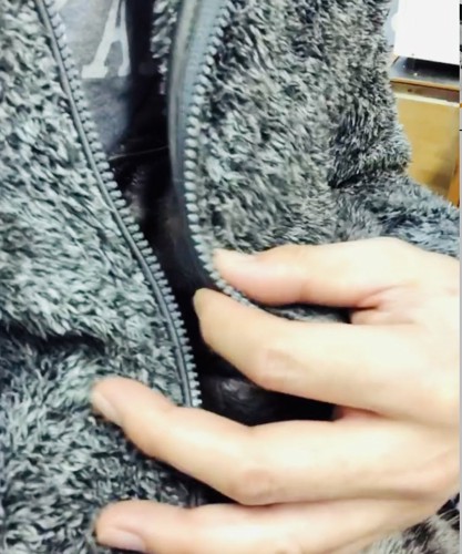 パパの胸に抱かれるアメリカンショートヘア