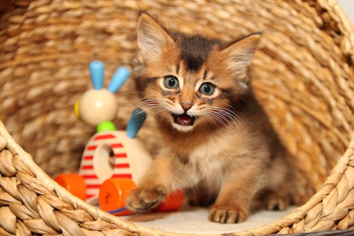 籠の中のおもちゃとソマリの子猫