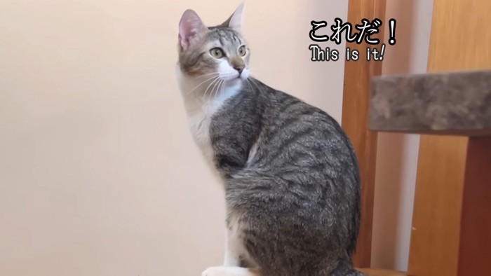 振り向く猫