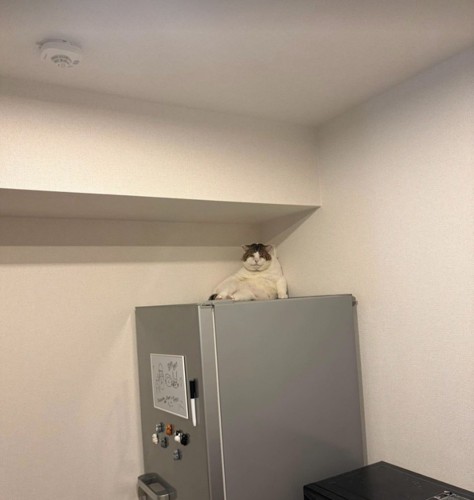 冷蔵庫の上に座る猫