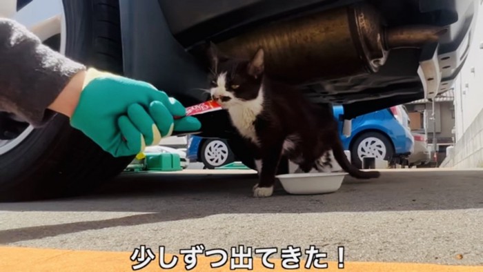 ママが猫用おやつで衰弱したハチワレ猫を車の下からおびき寄せる