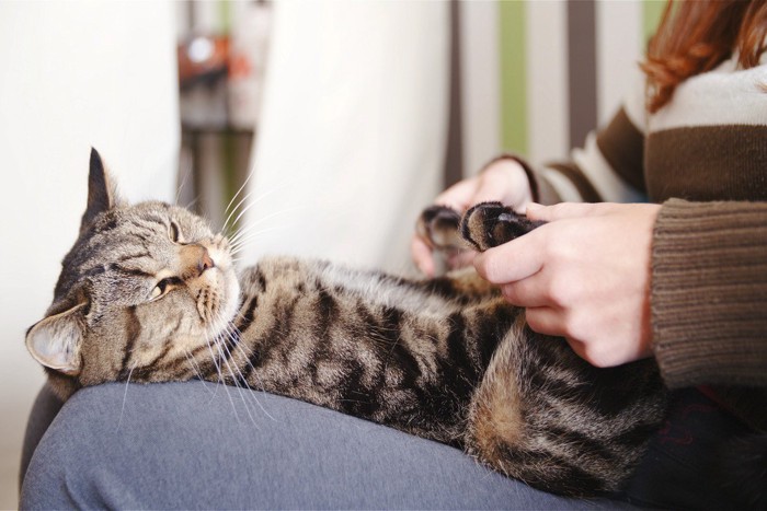足の裏をマッサージされる猫